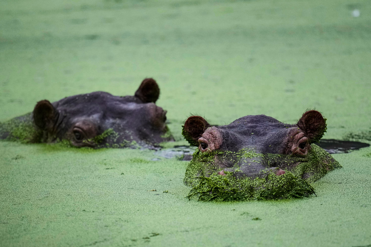 Colombians are divided over the fate of hippos linked to Pablo Escobar
