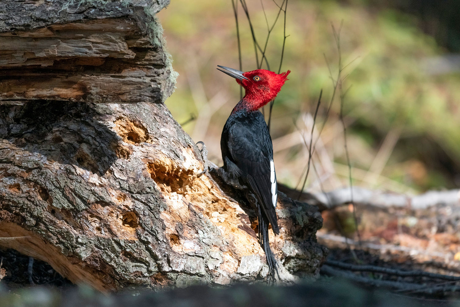 As hantavirus fears mount, birders defend Argentine cruise city as avian paradise