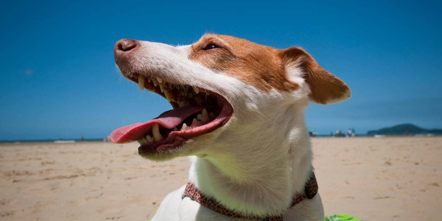 Do dogs need sunscreen? Vets say yes — here’s why