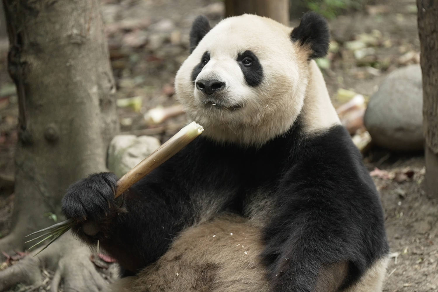 Pandas set for 8,000-mile blind date in Atlanta