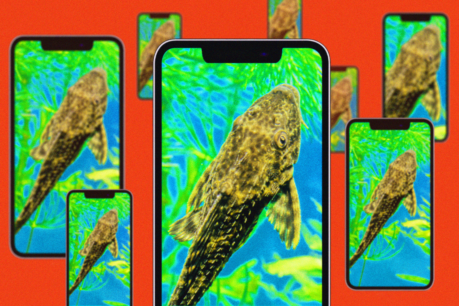How bizarre fish ‘experiment’ videos from China hijacked the internet’s worst impulses