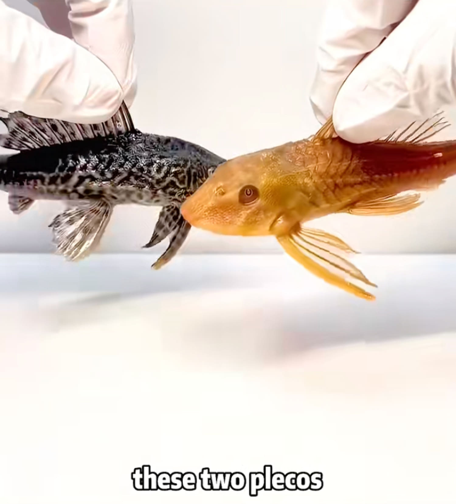 How bizarre fish ‘experiment’ videos from China hijacked the internet’s worst impulses
