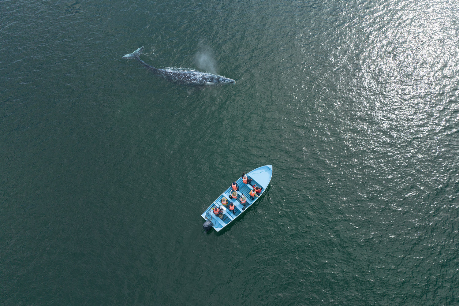 3 months, 21 dead gray whales: Why so many carcasses are washing up on Pacific shores