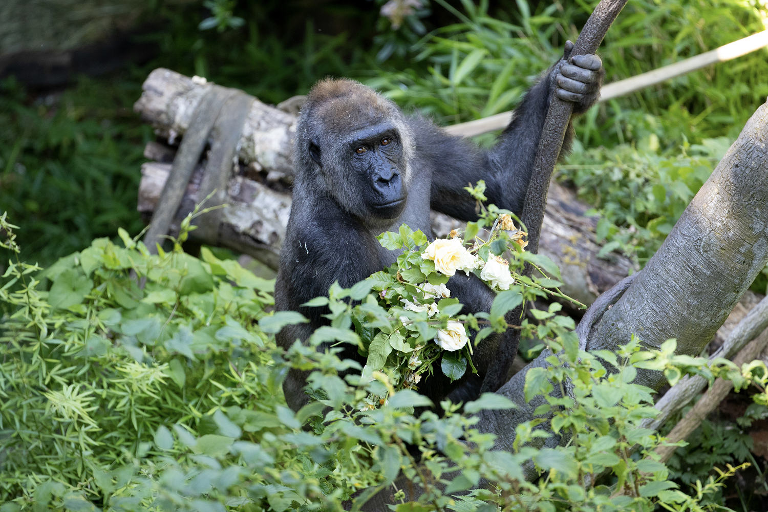 Baby gorilla delivered via rare C-section at Washington State zoo