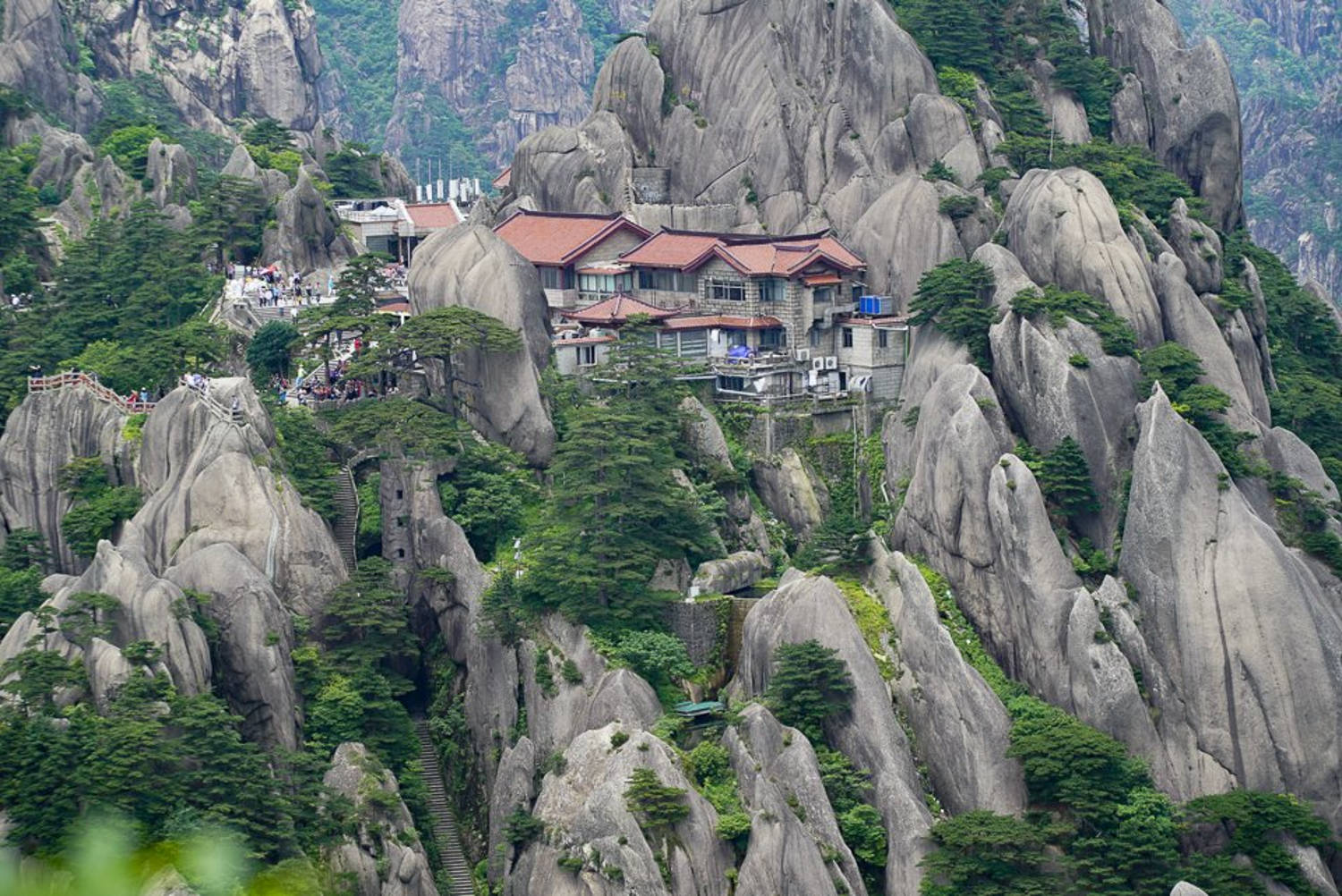 This 1,000-year-old pine tree’s protector fears changing weather patterns