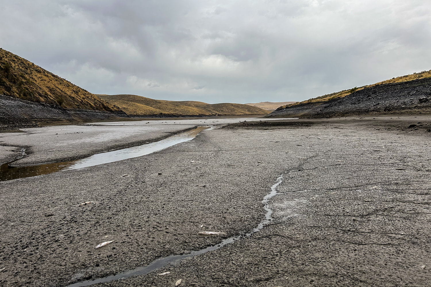 The fish will die regardless: With some Western reservoirs set to run dry, officials lift fishing limits