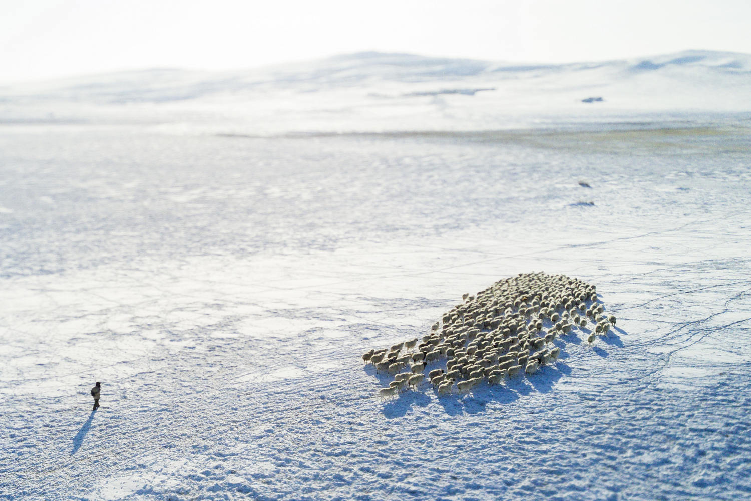 No people, just sheep: The unlikely job that Chinese college grads clamored for