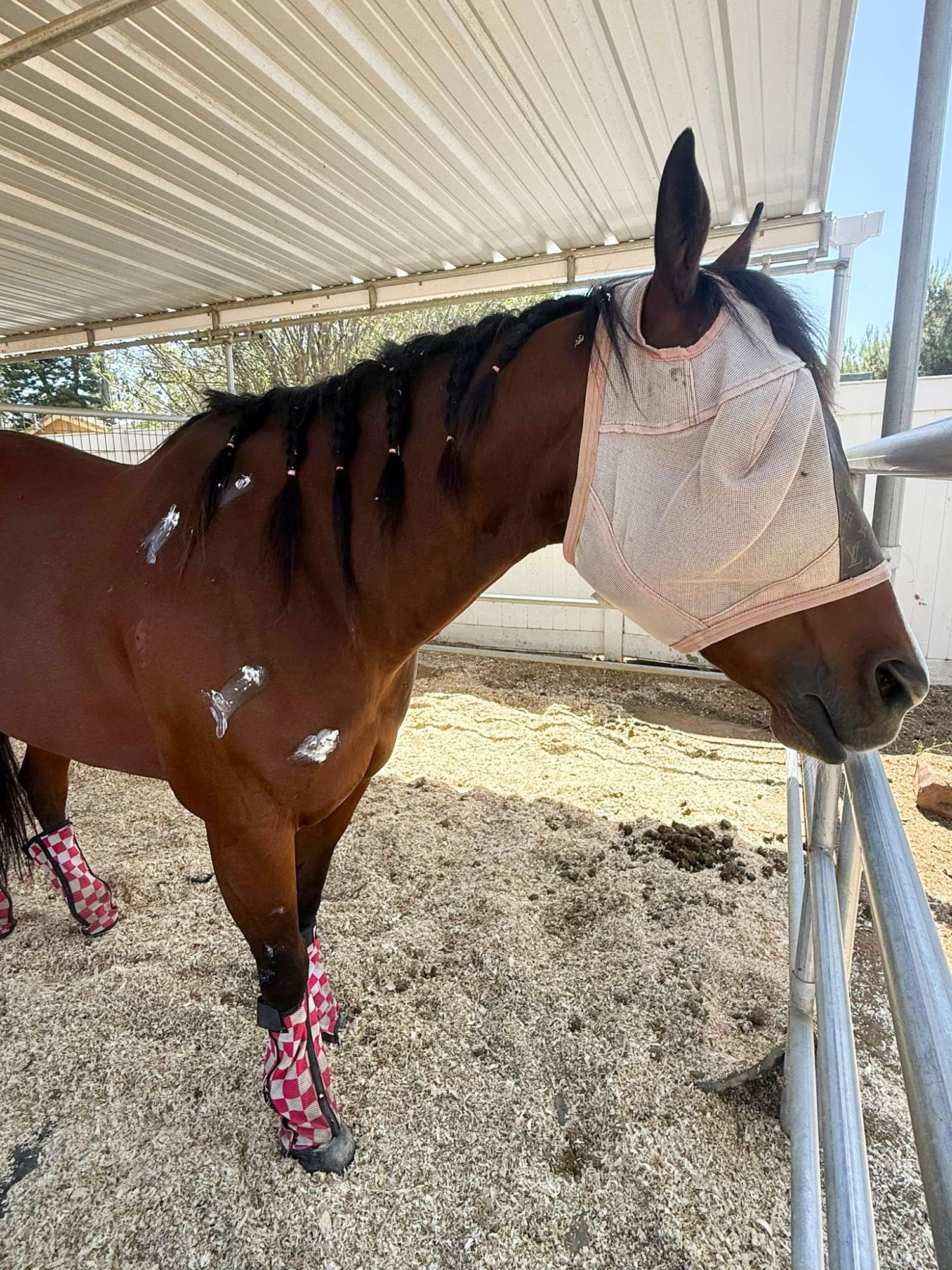 Teen rider accused of stabbing 3 horses at Las Vegas race was ‘stalker,’ injured horse’s owner says