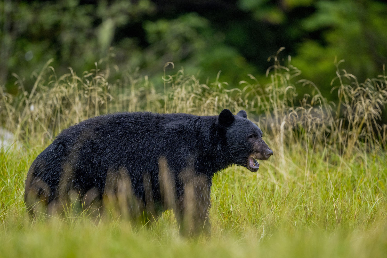 Man fights off bear with hatchet after attack in C