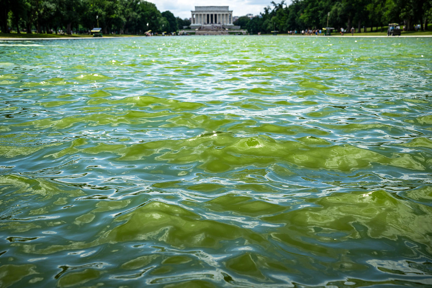 Trump wanted the Reflecting Pool to be ‘American flag blue.’ Algae is turning it green.