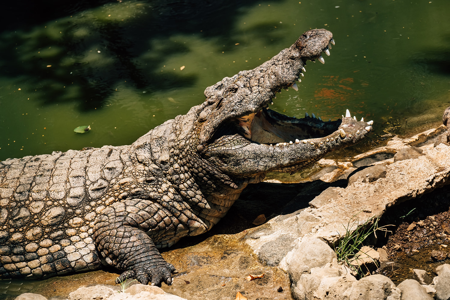 Three-year-old critically injured after ending up in a crocodile enclosure at a U.K. zoo