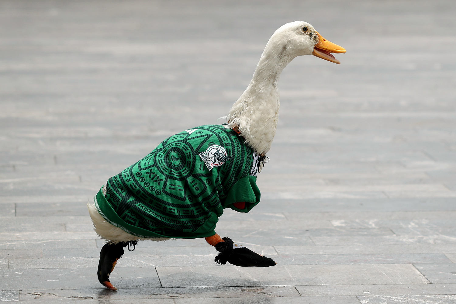 How a Duck Named Merlin Became the Face of Team Mexico During the World Cup