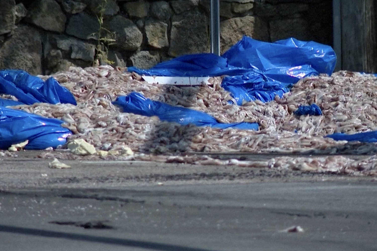 Two tons of squid spill out onto Rhode Island roadway