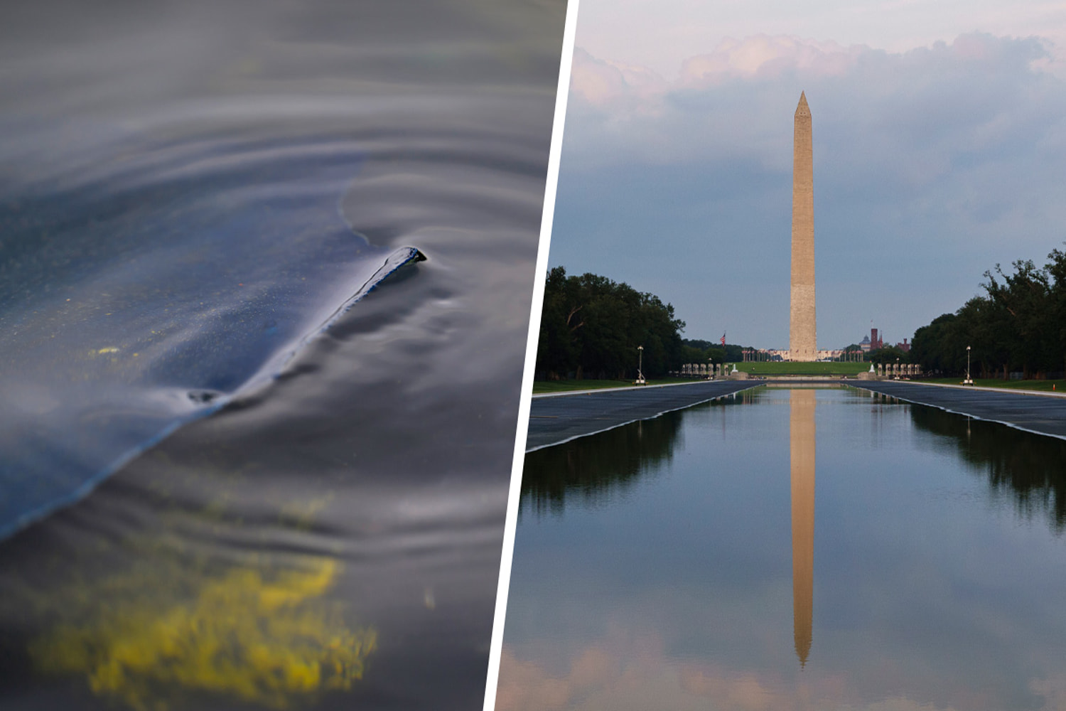 Trump admin was warned about peeling Reflecting Pool before it brought vandalism case
