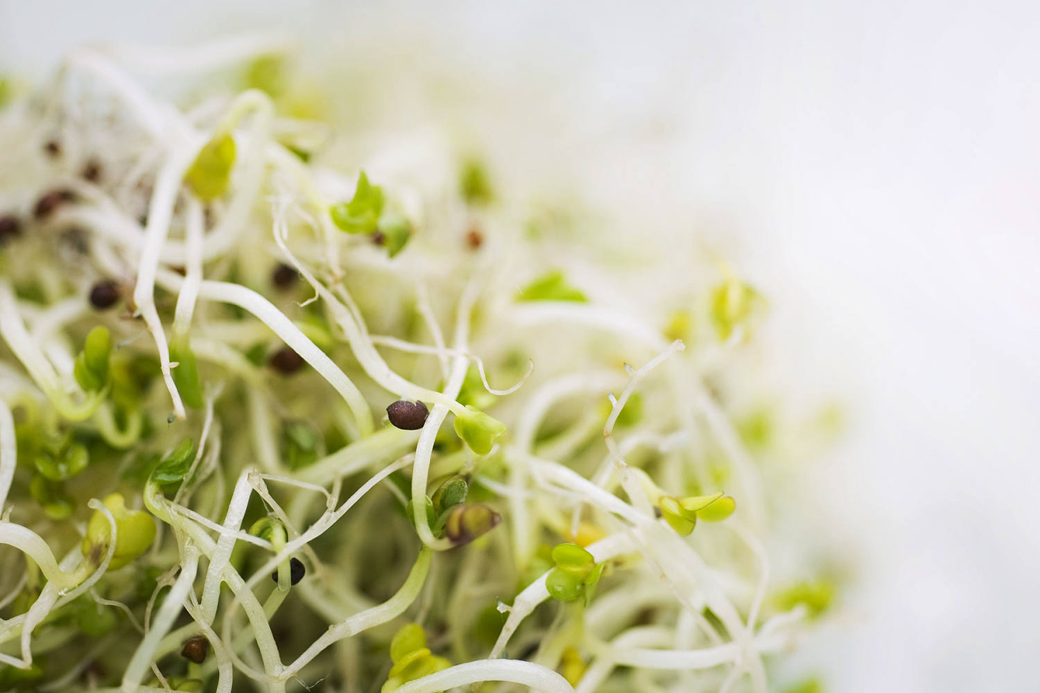 Certain alfalfa sprouts linked to multi-state food poisoning outbreak