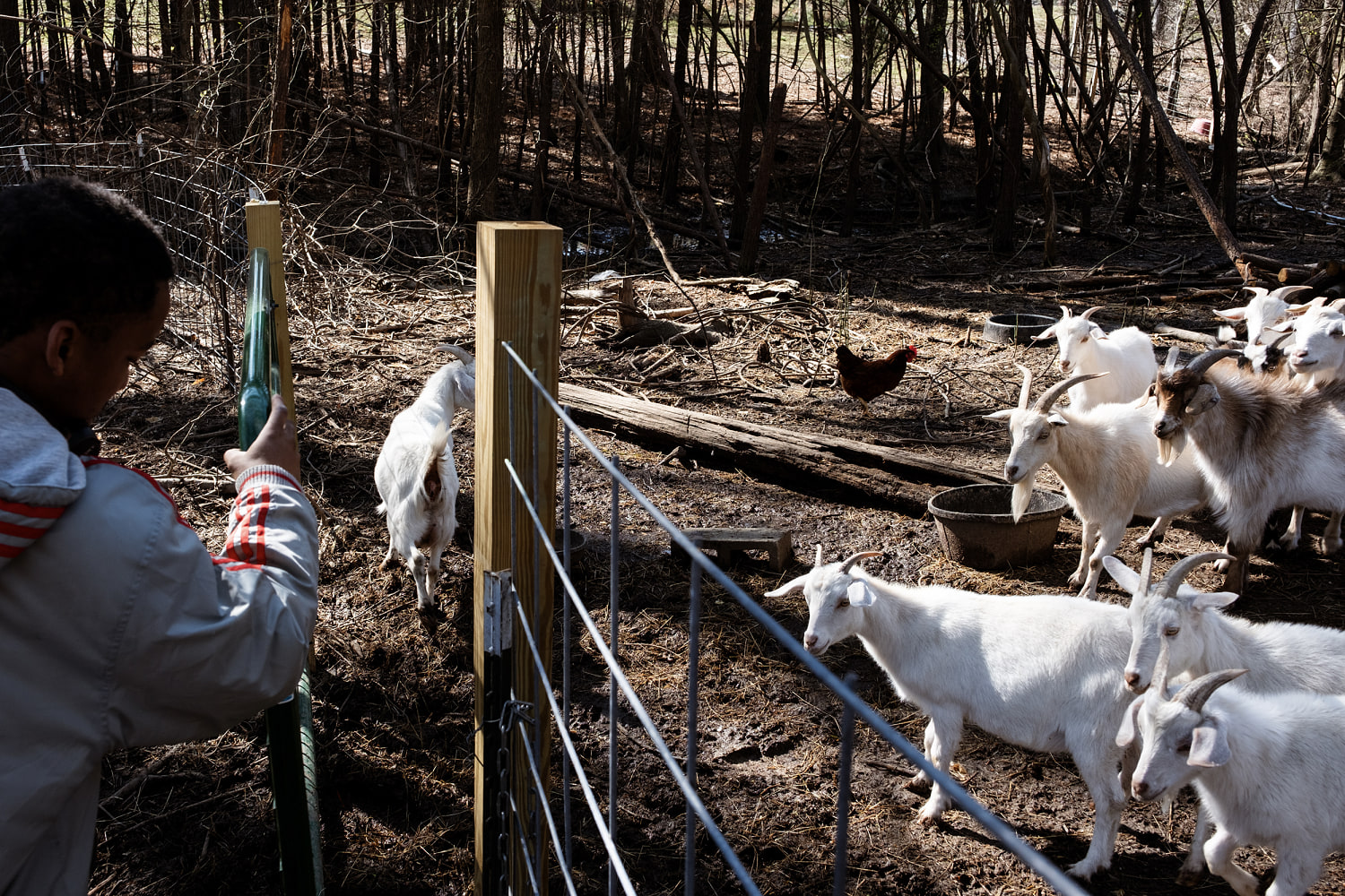 Four baby goats at mobile petting zoo in North Carolina test positive for rabies