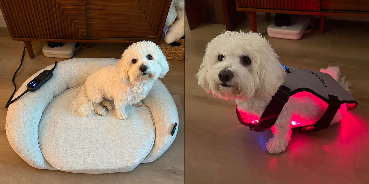 Can red light therapy help your dog live longer? Here’s what vets say