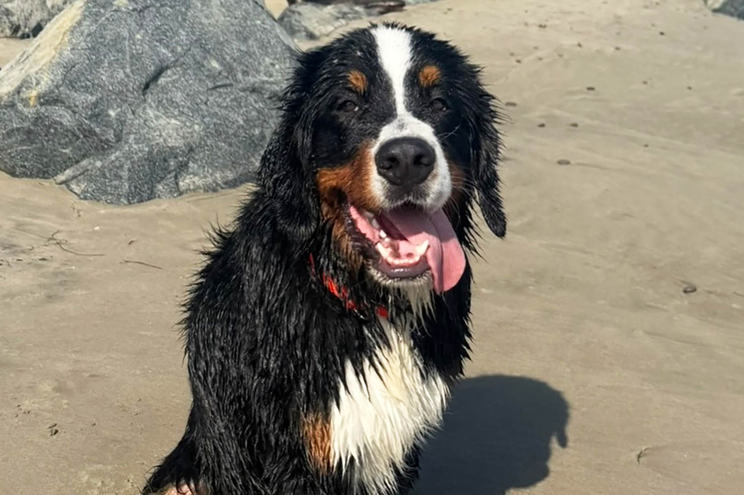 California bill targets negligent pet boarding facilities after dog’s viral death