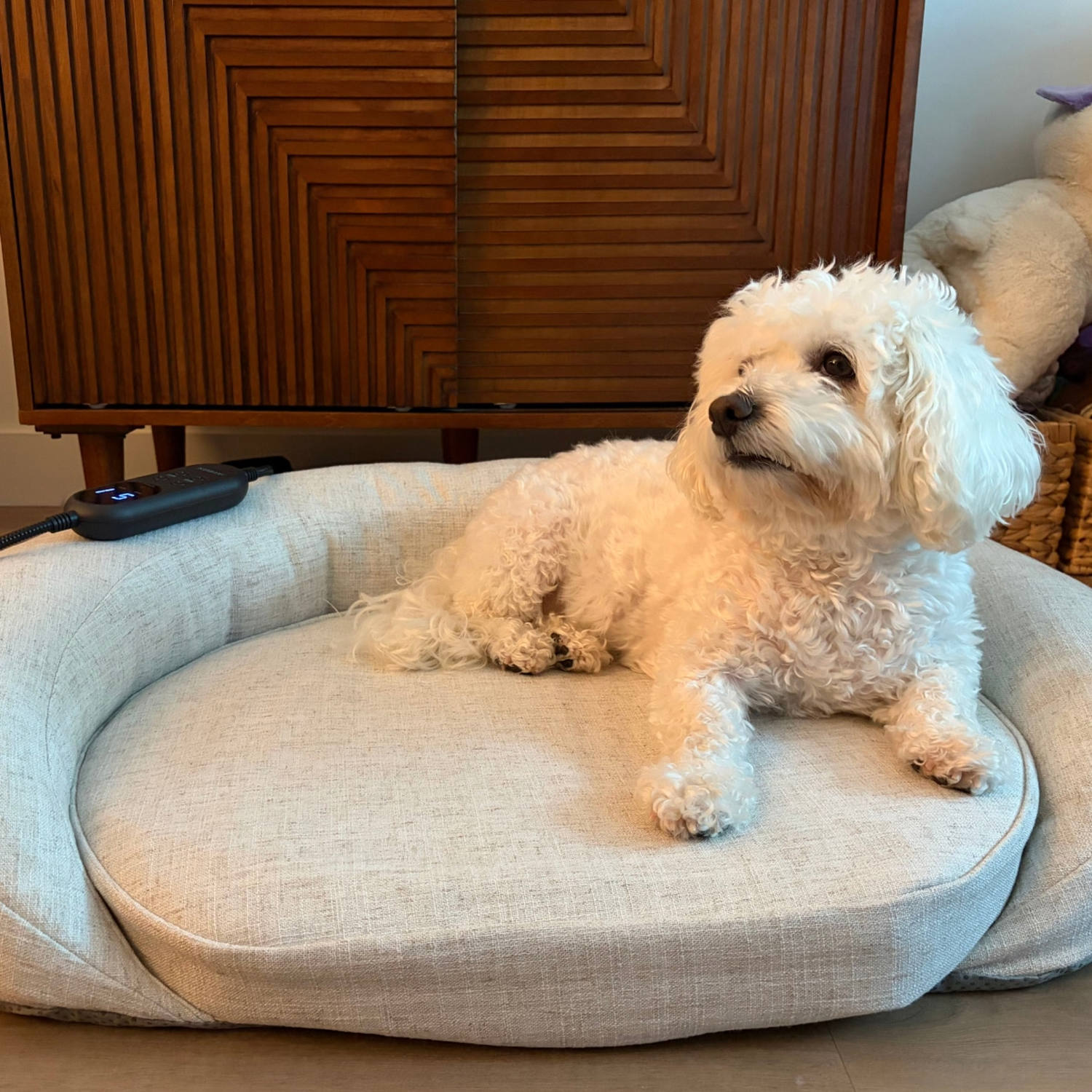 Can red light therapy help your dog live longer? Here’s what vets say 2 red light therapy for dogs bed ce58fc