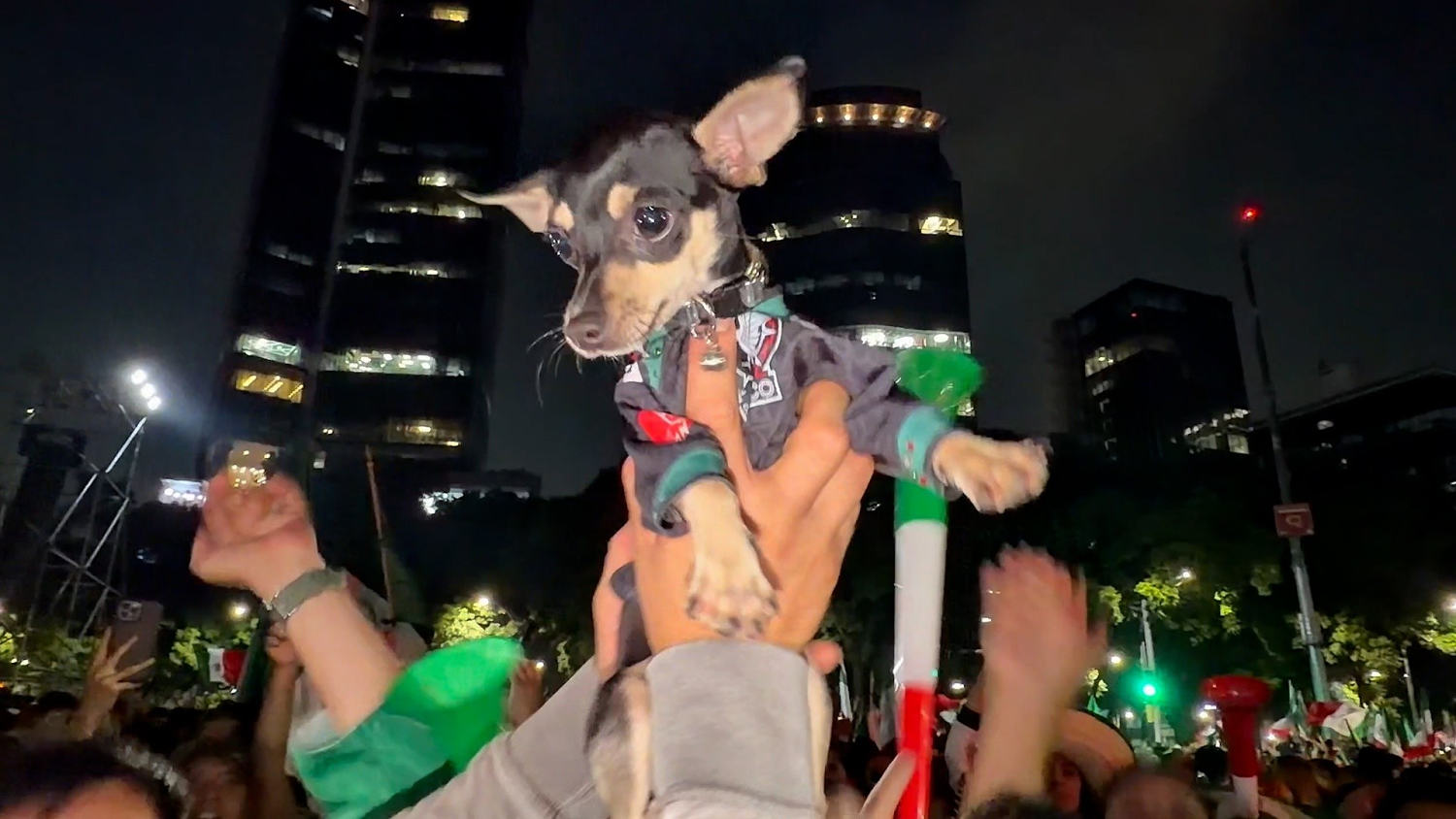 Conoce a “Suerte” la encantadora chihuahua que brilló en los festejos del Ángel de la Independencia