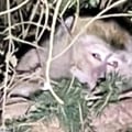 Monkeys on the loose in Pennsylvania after truck crash