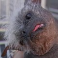 Meet the newly crowned ‘World’s Ugliest Dog!’