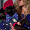 How to keep your pets safe and calm during July 4 fireworks