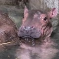 It's a… Find out the gender of the Cincinnati Zoo’s new baby hippo