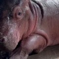 Cast your vote to name the new baby hippo at the Cincinnati Zoo!