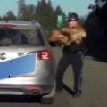 Watch: State trooper catches dog after pup jumps out car window