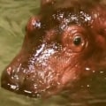 Find out the name of the Cincinnati Zoo’s new baby hippo!