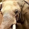 Watch: Elephant retrieves child’s shoe after it falls into enclosure