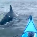 Watch: Kayakers catch rare sight of dolphins near Manhattan