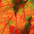 Fall foliage: Peak times for optimal leaf peeping