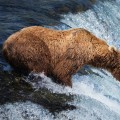 Fat Bear Week 2022: Vote for Alaska’s chubbiest contender