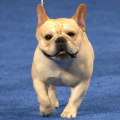 French bulldog stops by TODAY fresh off win at National Dog Show