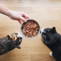 Pet owner feeding his two hungry cats