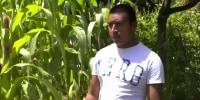 ‘You can’t find work here’: Guatemalan farmers say climate change forcing them to migrate to U.S.