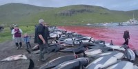 More than 1,400 dolphins killed in traditional Faeroe Islands hunt