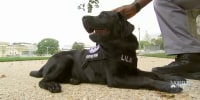 Capitol Police adds emotional support dog, prioritizing officers’ mental health