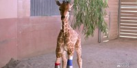 Baby giraffe able to walk with the help of human orthopedic group