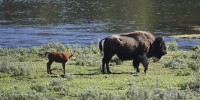 Bison gores second person in 3 days at Yellowstone
