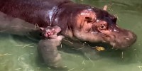 Get a first look at images of Cincinnati Zoo’s new baby hippo