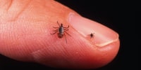 New Lyme disease vaccine enters final phase: What to know