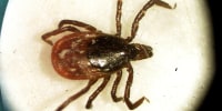 How soon could Pfizer’s Lyme disease vaccine be available?
