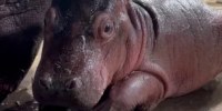 Cast your vote to name the new baby hippo at the Cincinnati Zoo!