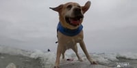 World Dog Surfing Championship makes a big splash in California