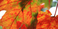 Fall foliage: Peak times for optimal leaf peeping