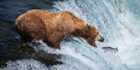 Fat Bear Week 2022: Vote for Alaska’s chubbiest contender
