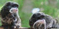 Missing Dallas Zoo monkeys found alive in closet of empty home